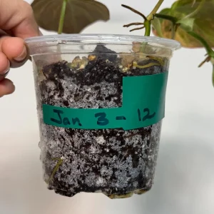 Variegated Philodendron Mican Aurea Live Plant - Rare Collector Philodendron - Potted Houseplant - Image 4