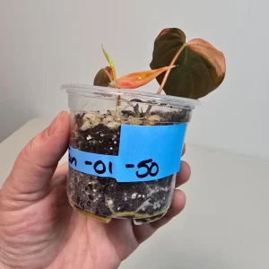 Variegated Philodendron Mican Aurea Live Plant - Rare Indoor Houseplant, Collector Grade - Image 4