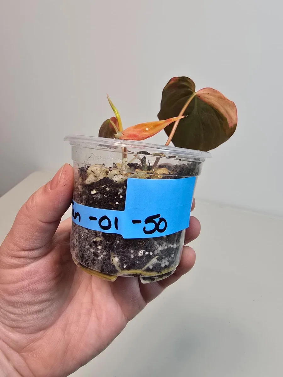 Variegated Philodendron Mican Aurea Live Plant - Rare Indoor Houseplant, Collector Grade - Image 4