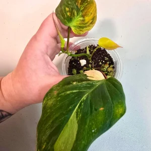Variegated Philodendron Mican Aurea Live Plant - Rare Collector Houseplant in Nursery Pot - Image 4