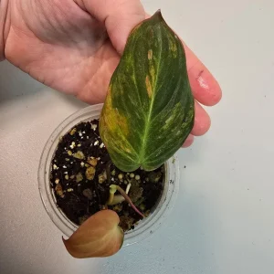 Variegated Philodendron Mican Aurea Live Plant - Rare Collector Houseplant in Nursery Pot - Image 4