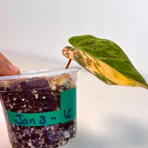 Variegated Philodendron Mican Aurea Live Plant - Rare Collector's Houseplant - Image 4