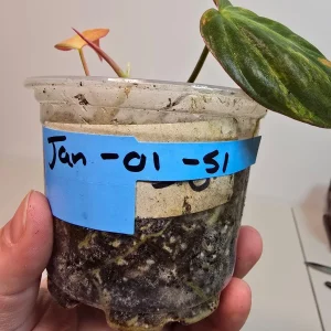 Variegated Philodendron Mican Aurea Live Plant – Rare Collector Houseplant in Nursery Pot - Image 5