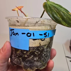 Variegated Philodendron Mican Aurea Live Plant - Rare Collector Houseplant in Nursery Pot - Image 6