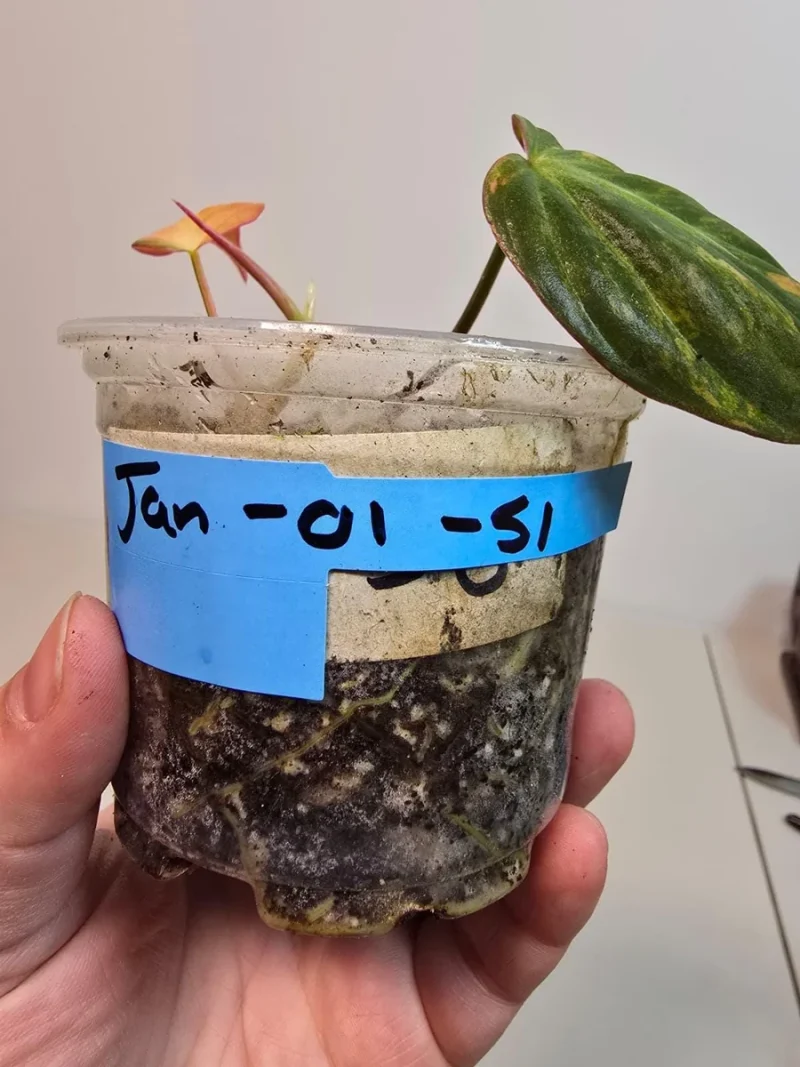 succulent plants online shop Mystery Succulent Subscription Box