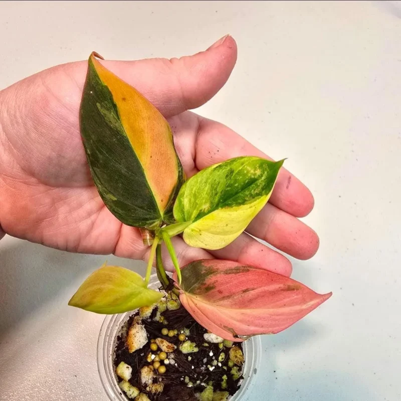 Variegated Philodendron Mican Aurea Live Plant - Rare Houseplant