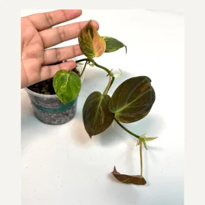 Variegated Philodendron Mican Aurea Live Plant - Rare Collector Philodendron - Potted Houseplant - Image 1