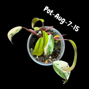 Variegated Philodendron Strawberry Shake Live Plant - Rare Aroid Houseplant - Image 10