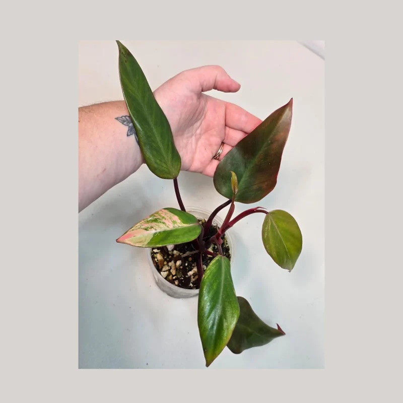 Variegated Philodendron Strawberry Shake Live Plant Rare variegated-philodendron-strawberry-shake-live-plant-rare