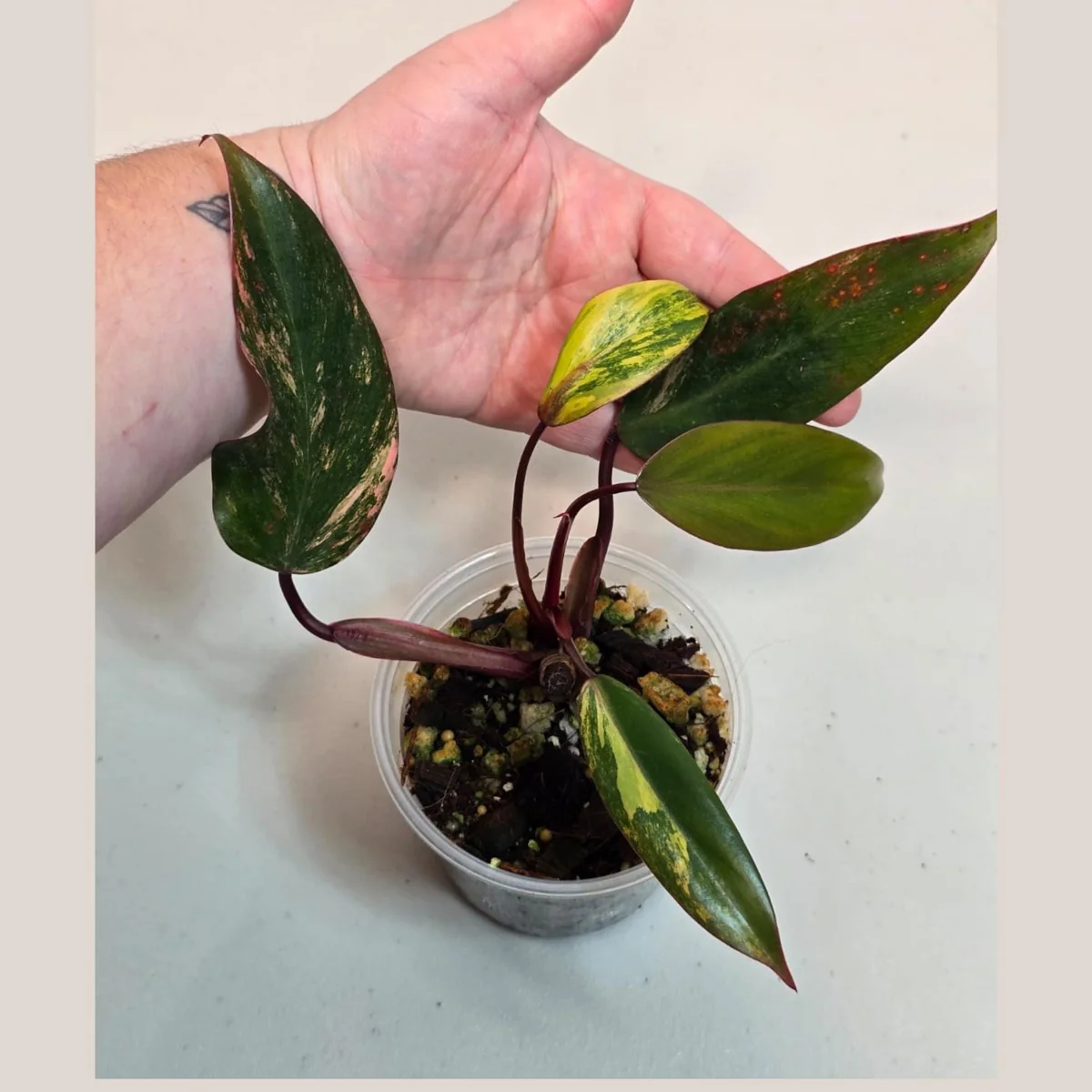 Variegated Philodendron Strawberry Shake Live Plant - Pink Philodendron - Image 1