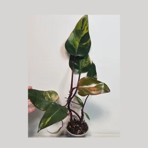 Variegated Philodendron Strawberry Shake Live Plant - Rare Pink Aroid Houseplant - Image 1