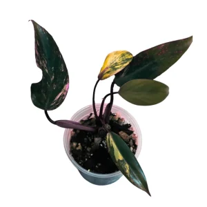Variegated Philodendron Strawberry Shake Live Plant - Pink Philodendron - Image 1