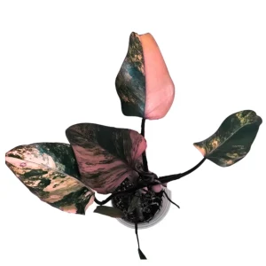 Variegated Philodendron Strawberry Shake Live Plant - Rare Pink Houseplant - Image 1