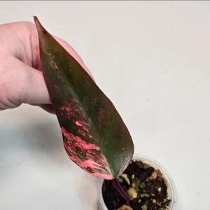 Variegated Philodendron Strawberry Shake Live Plant - Pink Philodendron Houseplant - Image 1