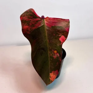 Variegated Philodendron Strawberry Shake Live Plant - Pink Philodendron Houseplant - Image 1