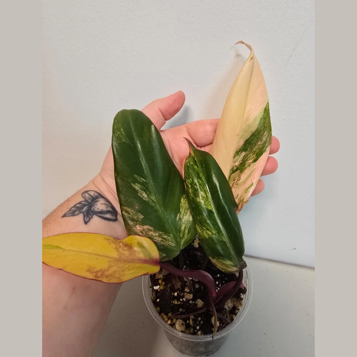 Variegated Philodendron Strawberry Shake Live Plant - Rare Pink Houseplant - Image 1