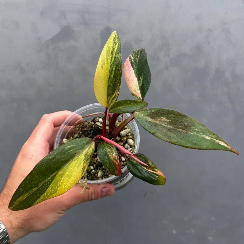 Variegated Philodendron Strawberry Shake Live Plant