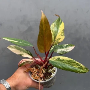 Variegated Philodendron Strawberry Shake Live Plant – Rare Potted Houseplant - Image 1
