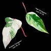Variegated Philodendron Strawberry Shake Live Plant Cutting - Pink & Cream Foliage - Image 1