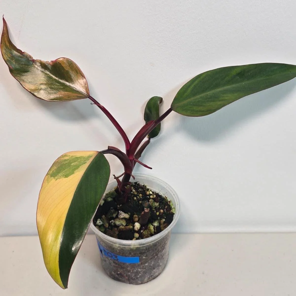 Variegated Philodendron Strawberry Shake Live Plant - Rare Pink Aroid Houseplant - Image 2