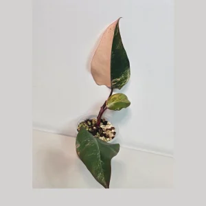 Variegated Philodendron Strawberry Shake Live Plant - Rare Pink Houseplant Indoor - Image 2