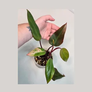 Variegated Philodendron Strawberry Shake Live Plant - Rare Pink Houseplant - Image 2