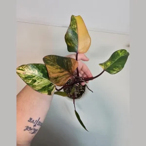 Variegated Philodendron Strawberry Shake Live Plant - Rare Pink Houseplant - Image 2