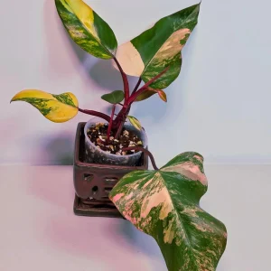 Variegated Philodendron Strawberry Shake Live Plant - Pink Philodendron Houseplant - Image 2