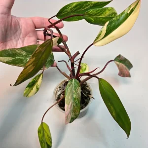 Variegated Philodendron Strawberry Shake Live Plant - Pink Philodendron - Image 2