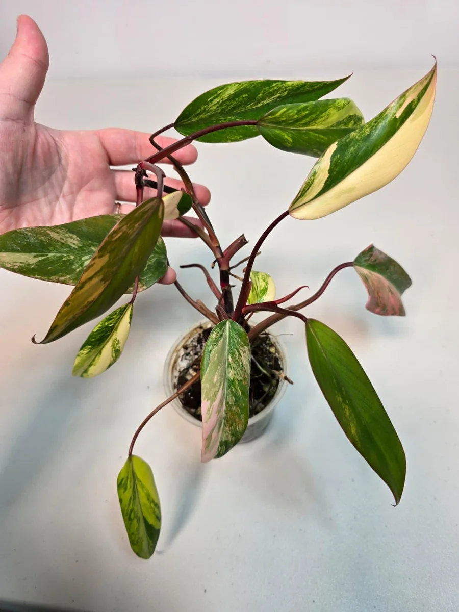 Variegated Philodendron Strawberry Shake Live Plant - Pink Philodendron - Image 2