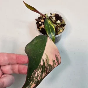 Variegated Philodendron Strawberry Shake Live Plant - Rare Pink Aroid Houseplant - Image 2