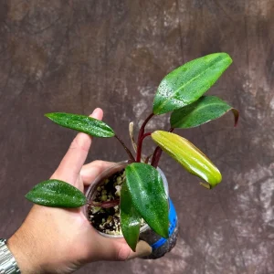 Variegated Philodendron Strawberry Shake Live Plant - Rare Indoor Collector - Image 2