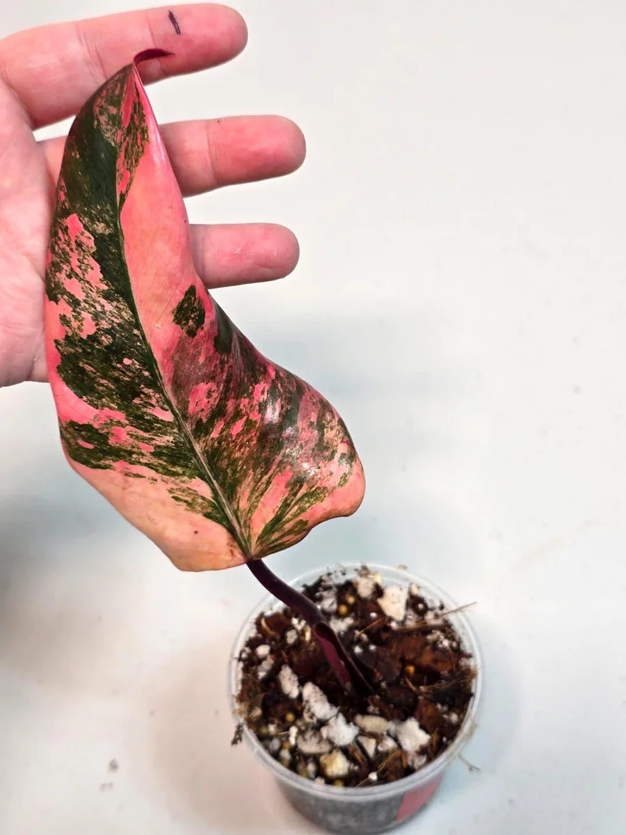 Variegated Philodendron Strawberry Shake Live Plant - Pink Philodendron - Image 2