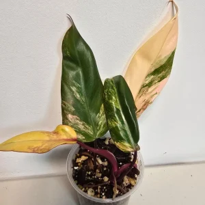 Variegated Philodendron Strawberry Shake Live Plant - Pink Houseplant - Image 2