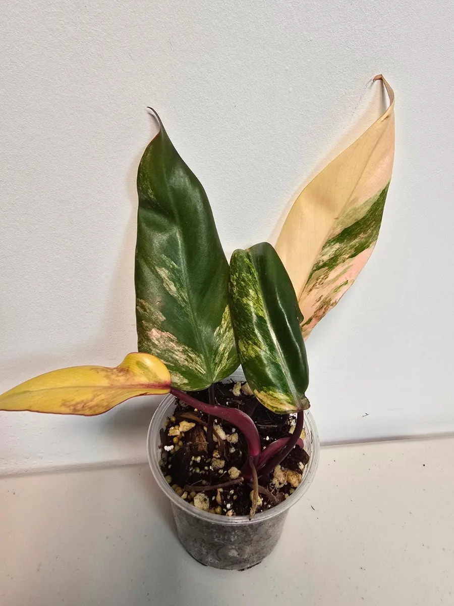 Variegated Philodendron Strawberry Shake Live Plant - Pink Houseplant - Image 2