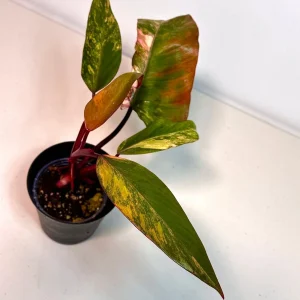 Variegated Philodendron Strawberry Shake Live Plant - Indoor - Pink & Green Foliage - Image 2