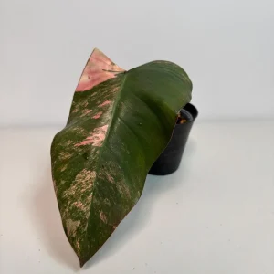 Variegated Philodendron Strawberry Shake Live Plant - Pink & White Foliage - Image 2