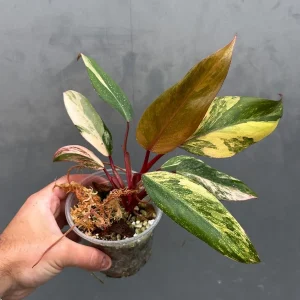 Variegated Philodendron Strawberry Shake Live Plant – Rare Potted Houseplant - Image 2