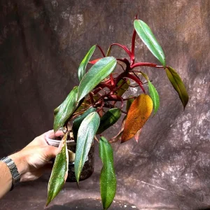 Variegated Philodendron Strawberry Shake Live Plant - Rare Indoor Houseplant - Image 2