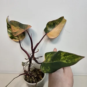 Variegated Philodendron Strawberry Shake Live Plant - Rare Pink Aroid Houseplant - Image 2