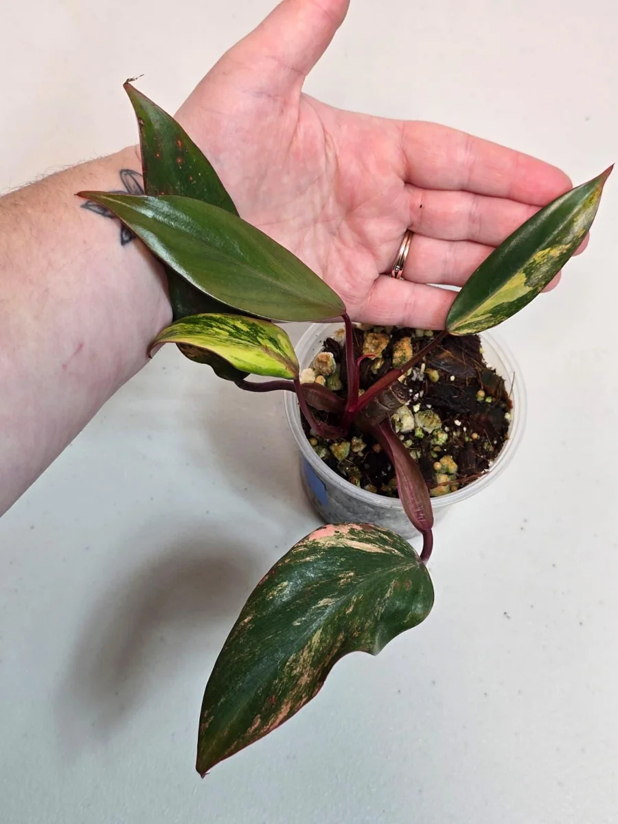 Variegated Philodendron Strawberry Shake Live Plant - Pink Philodendron - Image 2