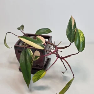 Variegated Philodendron Strawberry Shake Live Plant - Rare Pink Indoor Collector Plant - Image 2