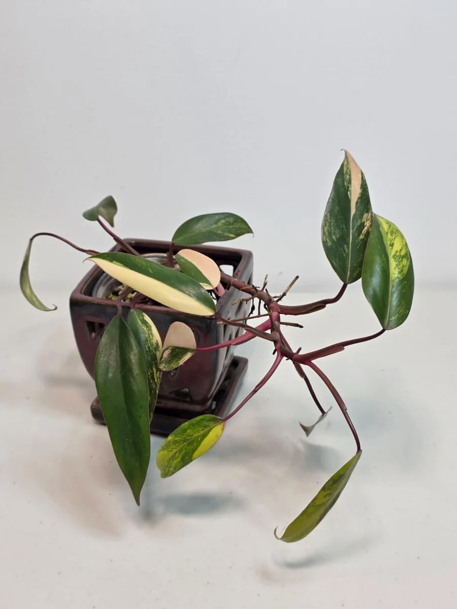 Variegated Philodendron Strawberry Shake Live Plant - Rare Pink Indoor Collector Plant - Image 2