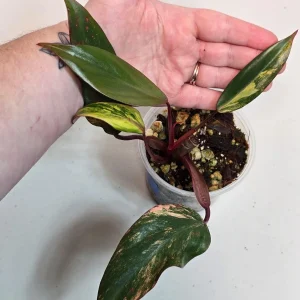 Variegated Philodendron Strawberry Shake Live Plant - Pink Philodendron - Image 3