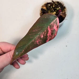 Variegated Philodendron Strawberry Shake Live Plant - Pink, White, Green Foliage - Image 3