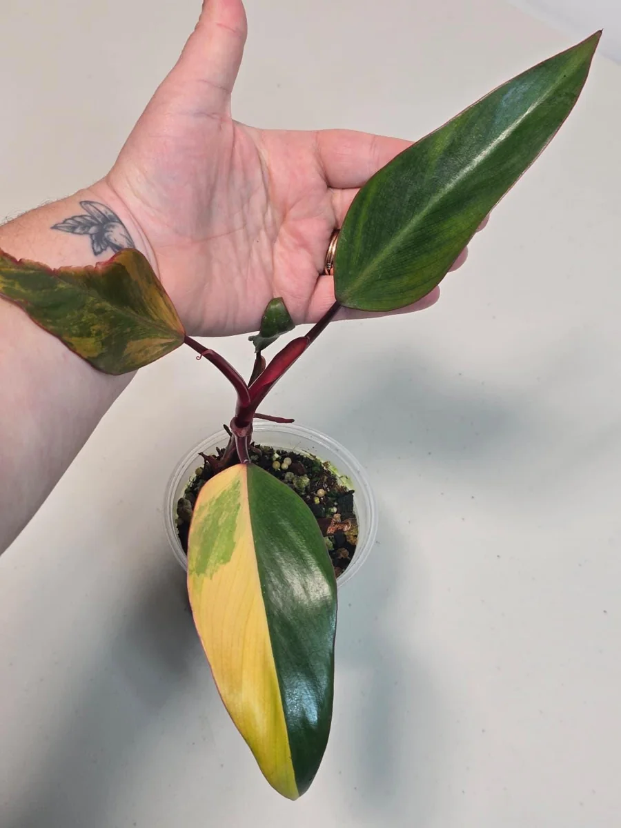 Variegated Philodendron Strawberry Shake Live Plant - Rare Pink Aroid Houseplant - Image 3