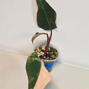 Variegated Philodendron Strawberry Shake Live Plant - Rare Pink Houseplant Indoor - Image 3