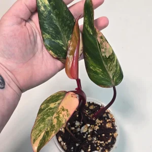 Variegated Philodendron Strawberry Shake Live Plant - Rare Indoor Houseplant - Image 3