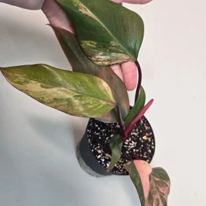 Variegated Philodendron Strawberry Shake Live Plant - Rare Pink Aroid Houseplant - Image 3