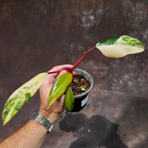 Variegated Philodendron Strawberry Shake Live Plant - Rare Pink Houseplant - Image 3